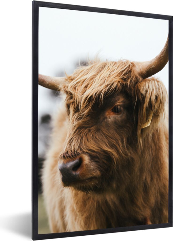 MuchoWow Gerahmtes Poster Schottischer Highlander - Tiere - Hörner 60x90 cm - Poster mit Schwarzem Bilderrahmen Wandposter Rahmen Foto Bilder - ...