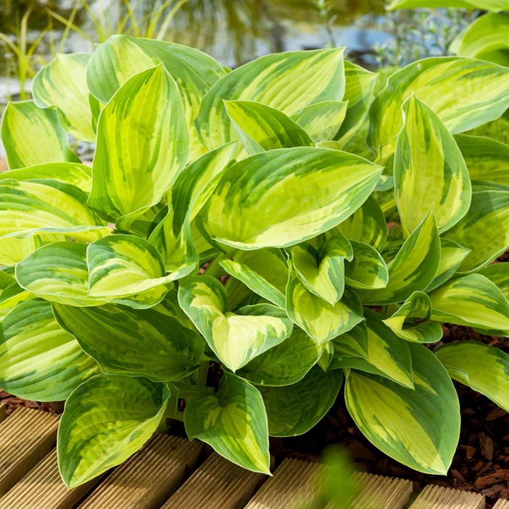 Hosta Garden Hosta Summer Breeze 1 ks Sadenica Sadenice Obrázok produktu 