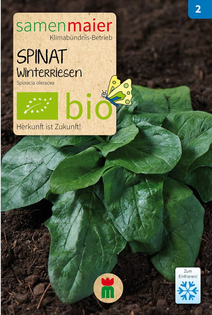 Spinat Winterriesen - 5 g Saatgut Produktbild 