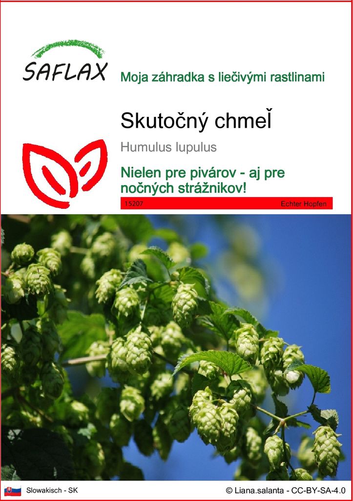 SAFLAX - skutočný chmeľ - Humulus lupulus - 50 Semená Obrázok produktu 