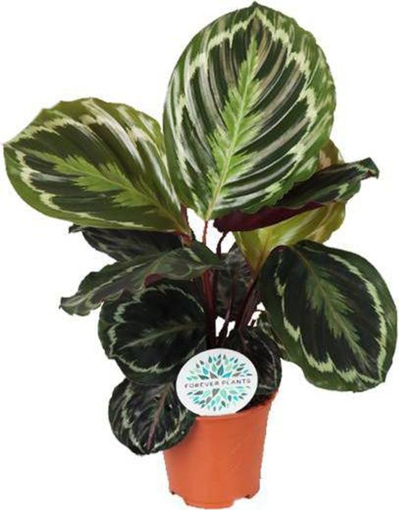 Korbmarante Calathea Medaillon – Zimmerpflanze Ø14cm – ca. 45cm hoch – Exotische Blattpflanze mit lebhaften Mustern – Pflegeleicht im Halb...