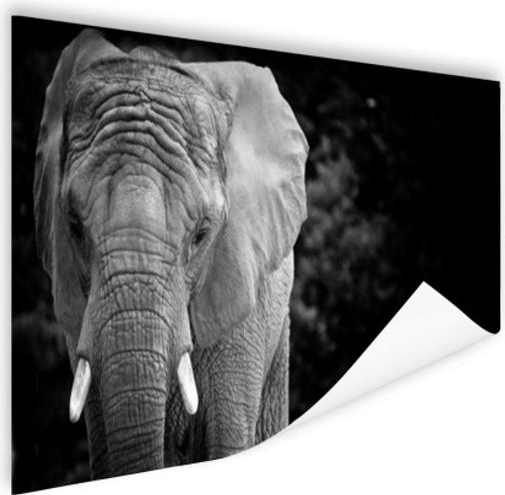 MuchoWow Poster Porträt eines Elefanten in Schwarz und Weiß 180x120 cm - Fotoplakat