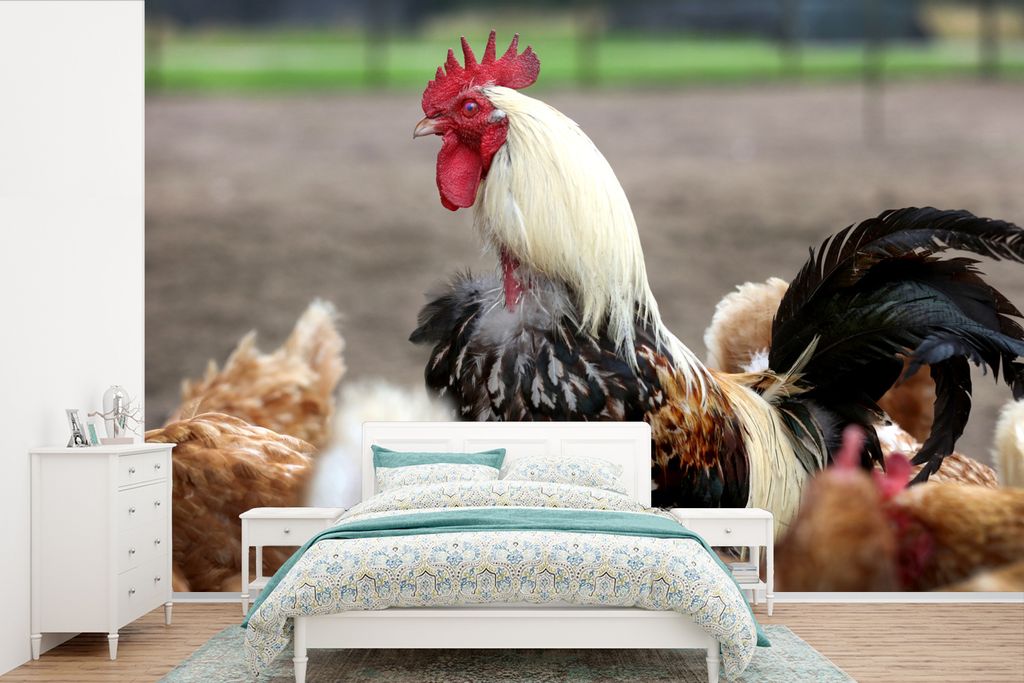MuchoWow Fototapete für Wohnzimmer oder Schlafzimmer Wandtapete Vinyl Motivtapete Weißer Hahn unter den Hühnern - 600x400 cm - Vinyltapeten