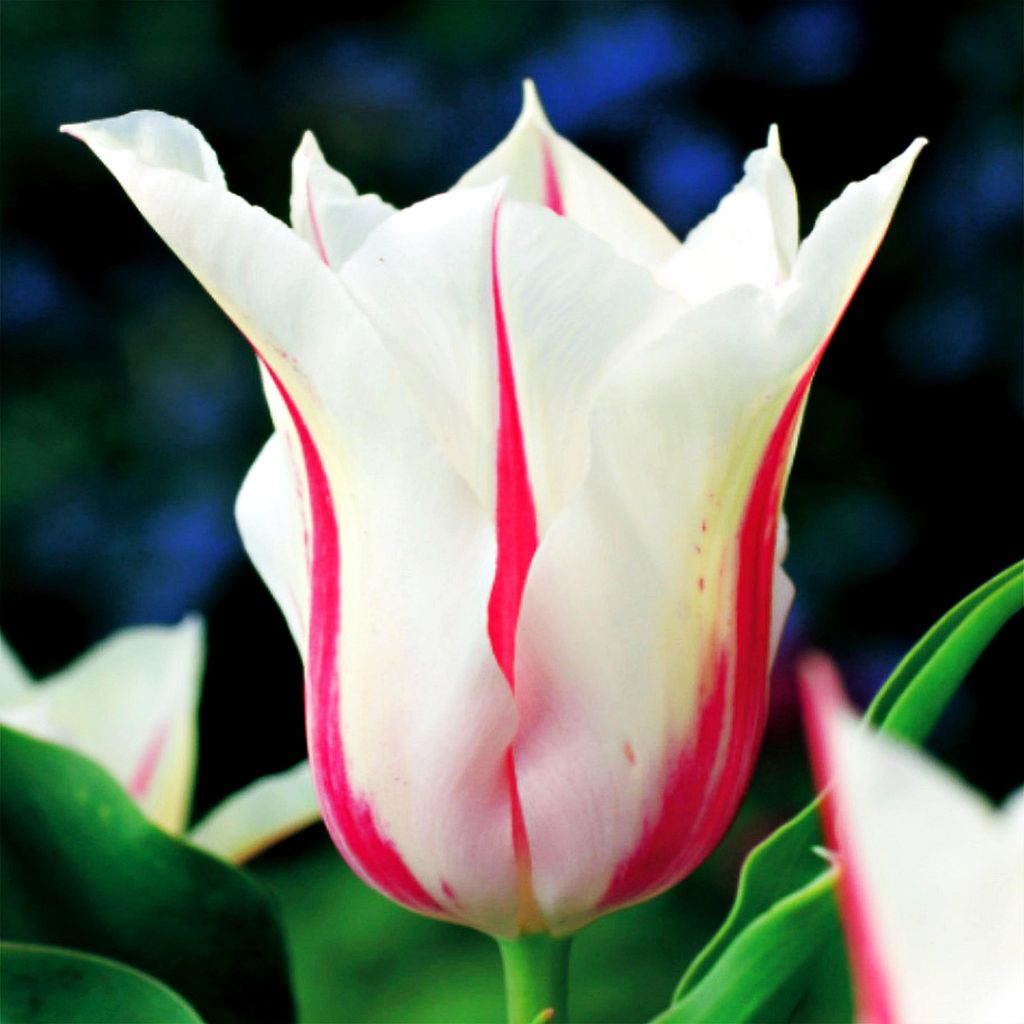 Tulpen Blumenzwiebeln Zwiebeln Blumen   Lilienblütige Tulpe Produktbild 