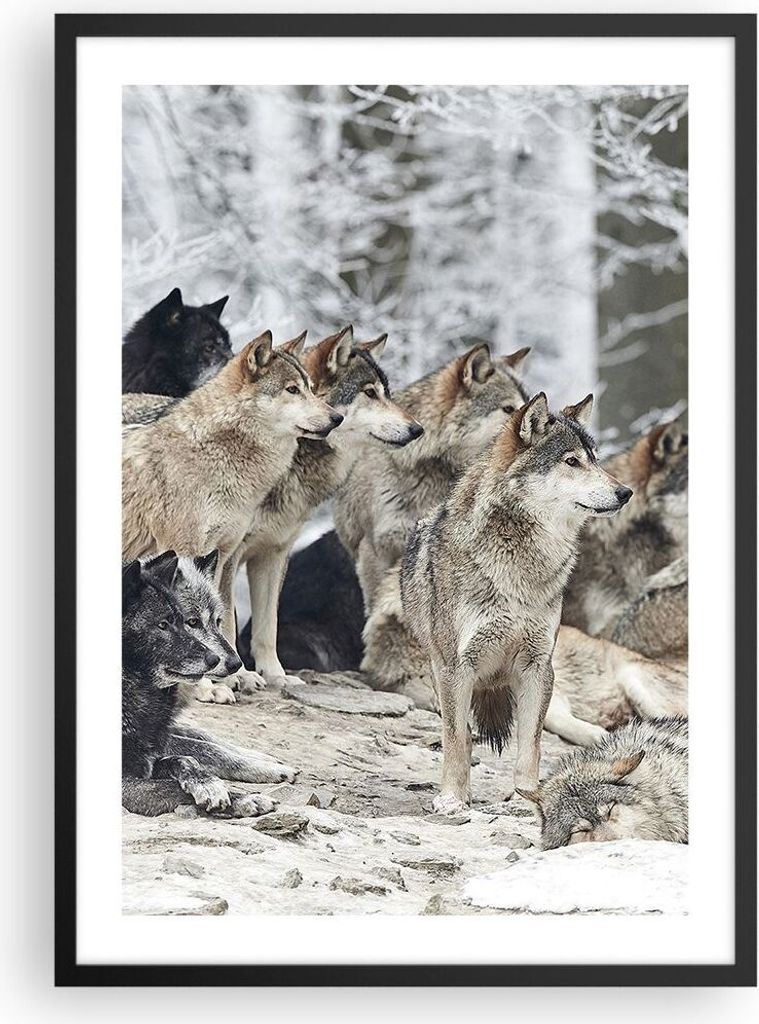 Gerahmtes Poster - Schwarzer Rahmen - Rudel Wölfe Winter - 50x70 cm - Wand Bild - Wanddeko - Wandbilder - Kunstposter - Wandposter - Bilderrahmen ...