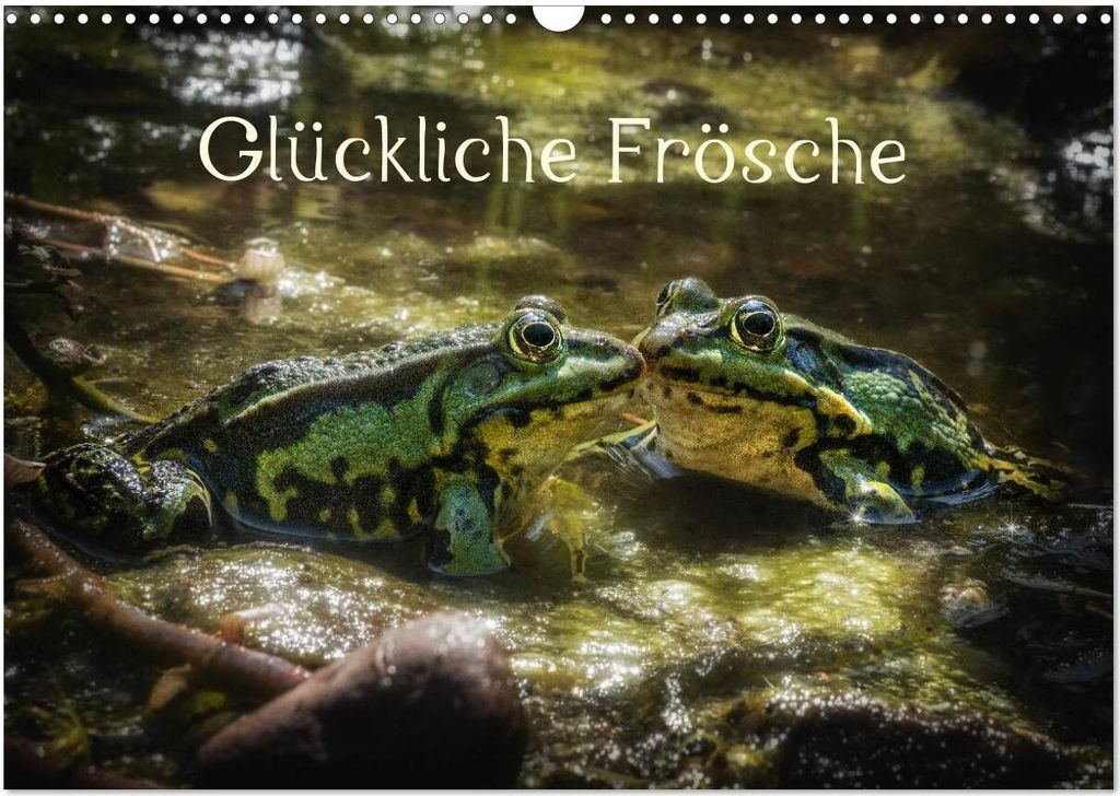 Glückliche Frösche (Wandkalender 2026 DIN A3 quer), CALVENDO Monatskalender