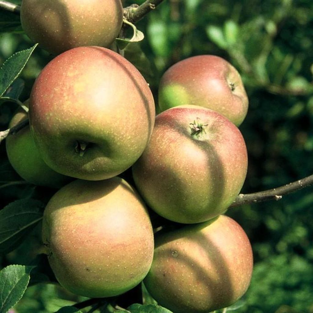 Rote Goldparmäne Herbstapfel Buschbaum Topfballen M7