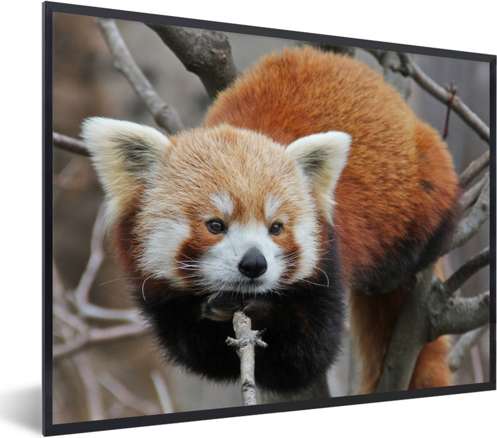 MuchoWow Gerahmtes Poster Roter Panda - Äste - Baum 80x60 cm - Poster mit Schwarzem Bilderrahmen Wandposter Rahmen Foto Bilder - Schwarzem - Mit...
