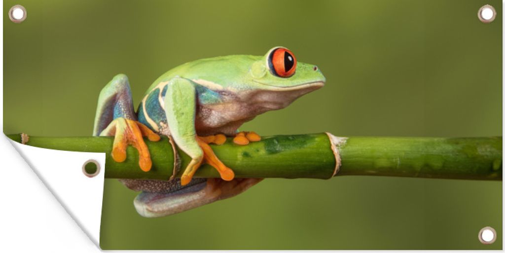 MuchoWow 80x40 cm Outdoor-Poster Gartendeko Sichtschutz Garten Poster für den Garten Rotäugiger Quecksilberfrosch auf Bambus