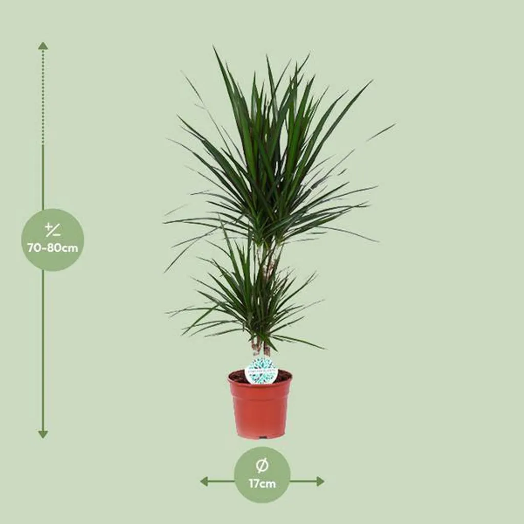 Dracaena marginata 75 cm, plante d'appartement robuste et durable - 2