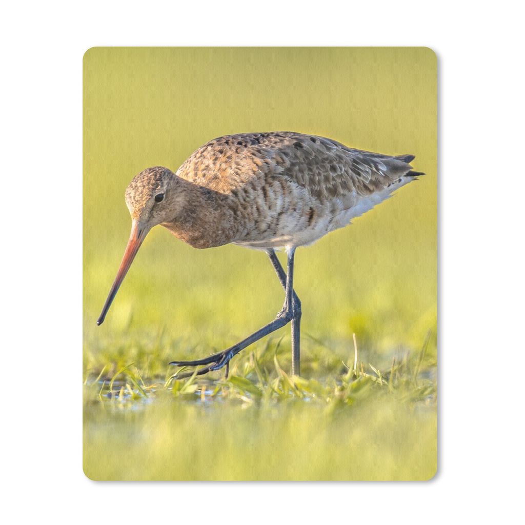MuchoWow Mauspad Mousepad Vögel - Gras - Landschaft - Uferschnepfe 30x40 cm - Mousepads - Maus Mat - Pad - Mausunterlage - Mausmatten