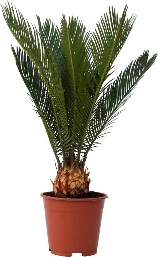 A potted Sago Palm plant against a white background.