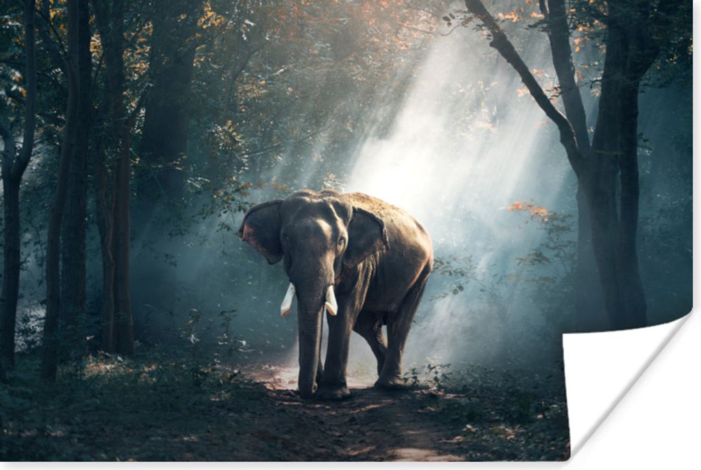 MuchoWow Poster Elefant - Wald - Sonne 120x80 cm - Bilder
