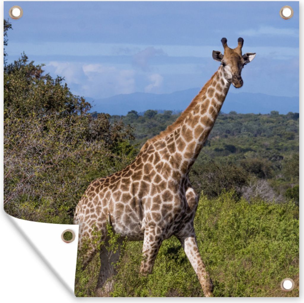 MuchoWow 50x50 cm Outdoor-Poster Gartendeko Sichtschutz Garten Poster für den Garten Giraffe - Pflanzen - Baum