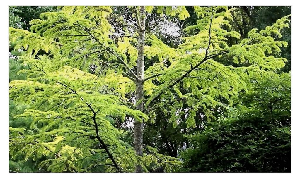 10x Pseudolarix amabilis Goldlärche Bonsai Garten Pflanzen - Saat
