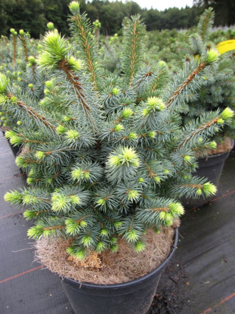 Picea sitchensis Midget - Sitkafichte Midget - Nadelgehölz - 25-30