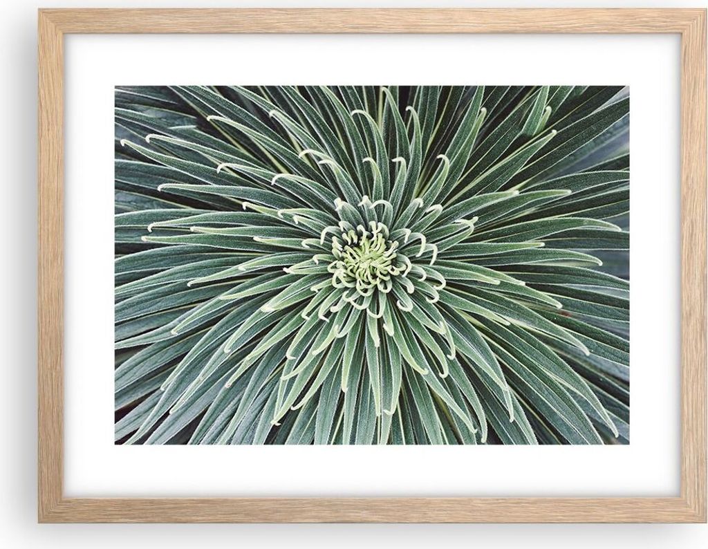 Gerahmtes Poster - Rahmen in heller Eiche - Agave Grün Pflanze - 40x30 cm - Wand Bild - Wanddeko - Wandbilder - Kunstposter - Wandposter - Bilderr...