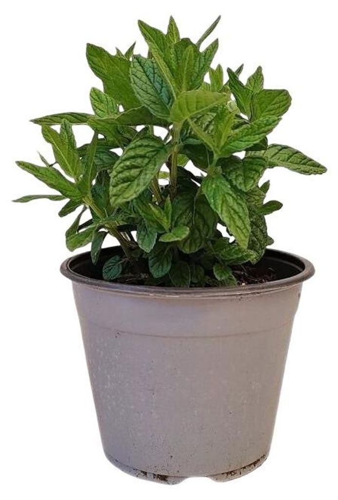 Warentuin Produkt