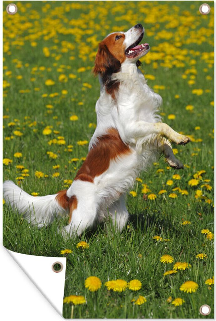 MuchoWow 80x120 cm Outdoor-Poster Gartendeko Sichtschutz Garten Poster für den Garten Kooiker steht auf den Hinterbeinen