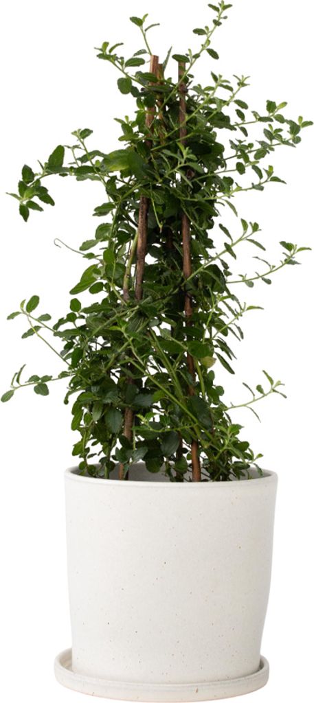 Säckelblume - Ceanothus thyrsiflorus Repens - Höhe 60-70cm Produktbild 7