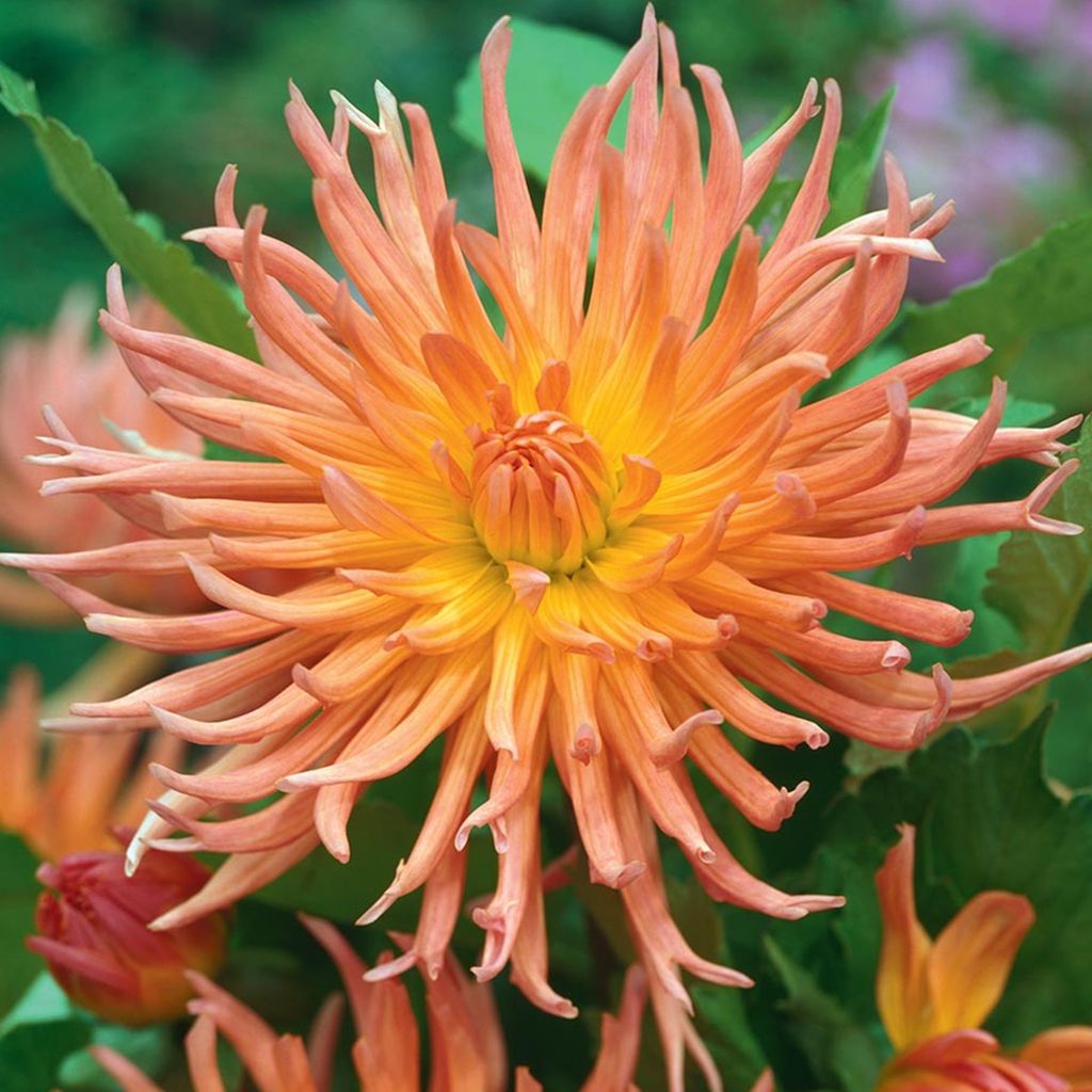 Kaktus-Dahlie Dahlienpflanzen Garten Töpfe Knollen Shining Star 1 St.