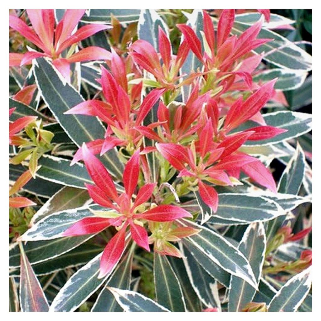 1 X Pieris 'Flaming Silver' Immergrüner Strauch Winterharte Gartenpflanze Im Topf P9