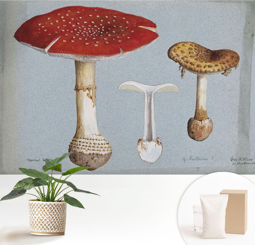 Fototapete - 152x104 cm - Tapete - Wandtapete - Wandbilder - Dekofolie - Tapete Folie - Wand - Dekoration - Wohnzimmer - Pilzgravuren
