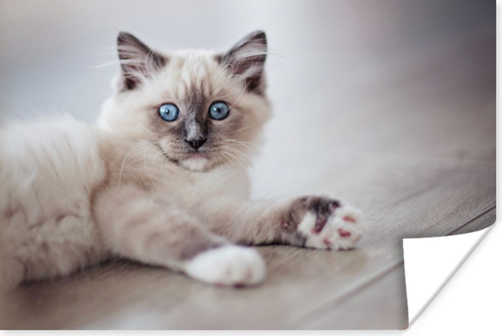 MuchoWow® Poster Ein Ragdoll-Kätzchen liegt auf dem Boden Produktbild 