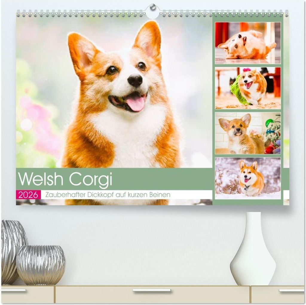 Welsh Corgi. Zauberhafter Dickkopf auf kurzen Beinen (hochwertiger Premium Wandkalender 2026 DIN A2 quer), Kunstdruck in Hochglanz
