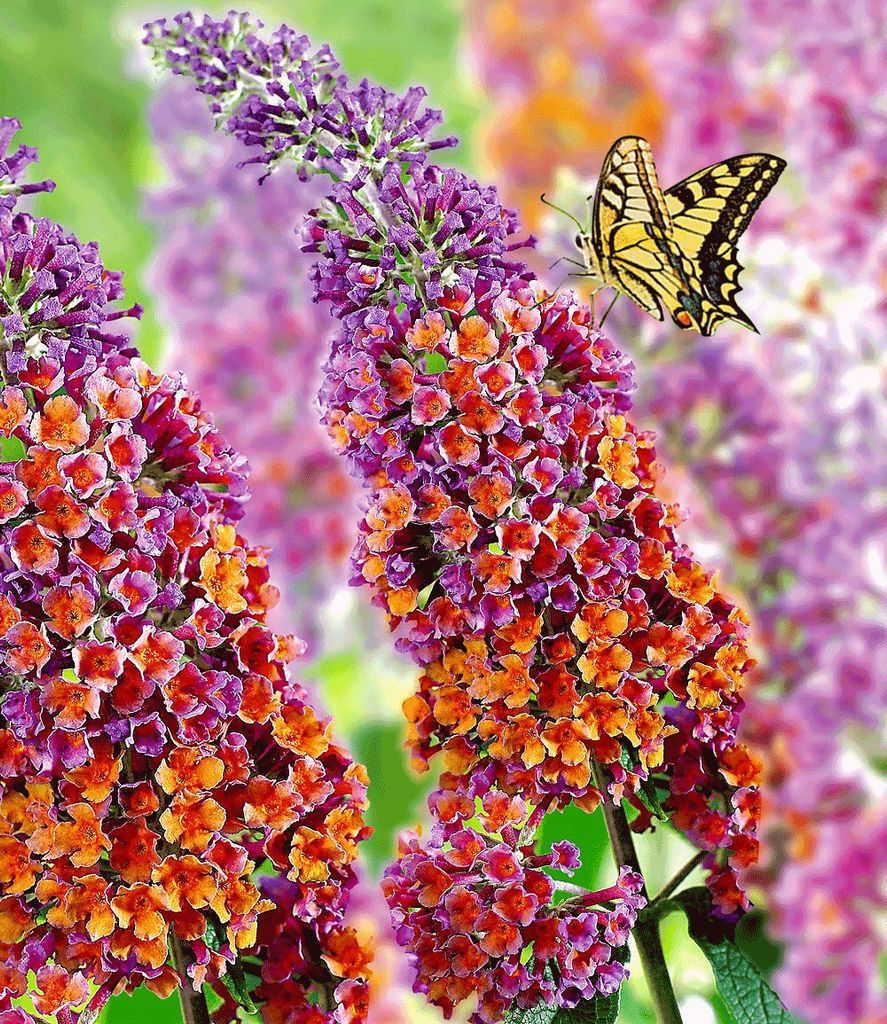 A close-up of a butterfly on a flowering plant.