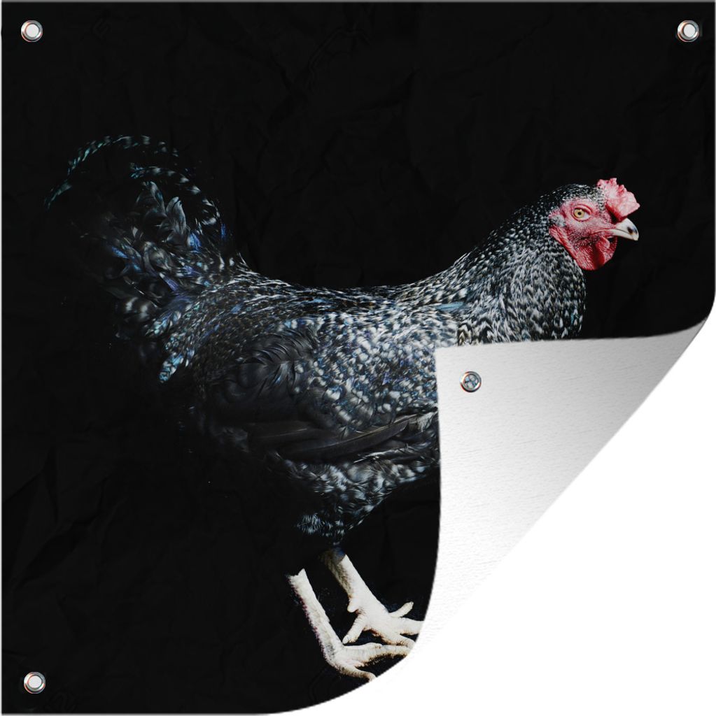 MuchoWow 50x50 cm Outdoor-Poster Gartendeko Sichtschutz Garten Poster für den Garten Dunkel gefärbtes Huhn posiert vor einem schwarzen Hinterg...