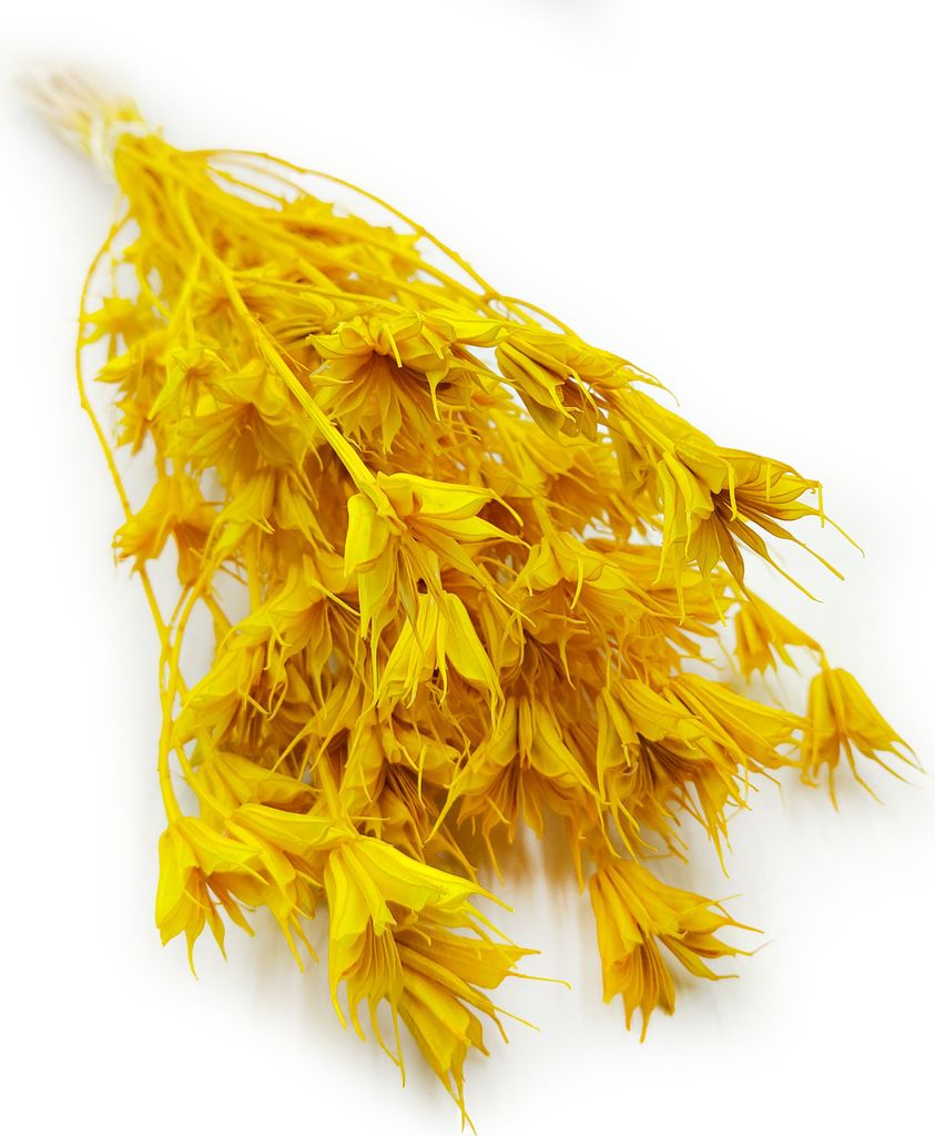 Orientalische Schwarzkümmelblume Getrocknete - (Nigella Orientalis) - Gelb