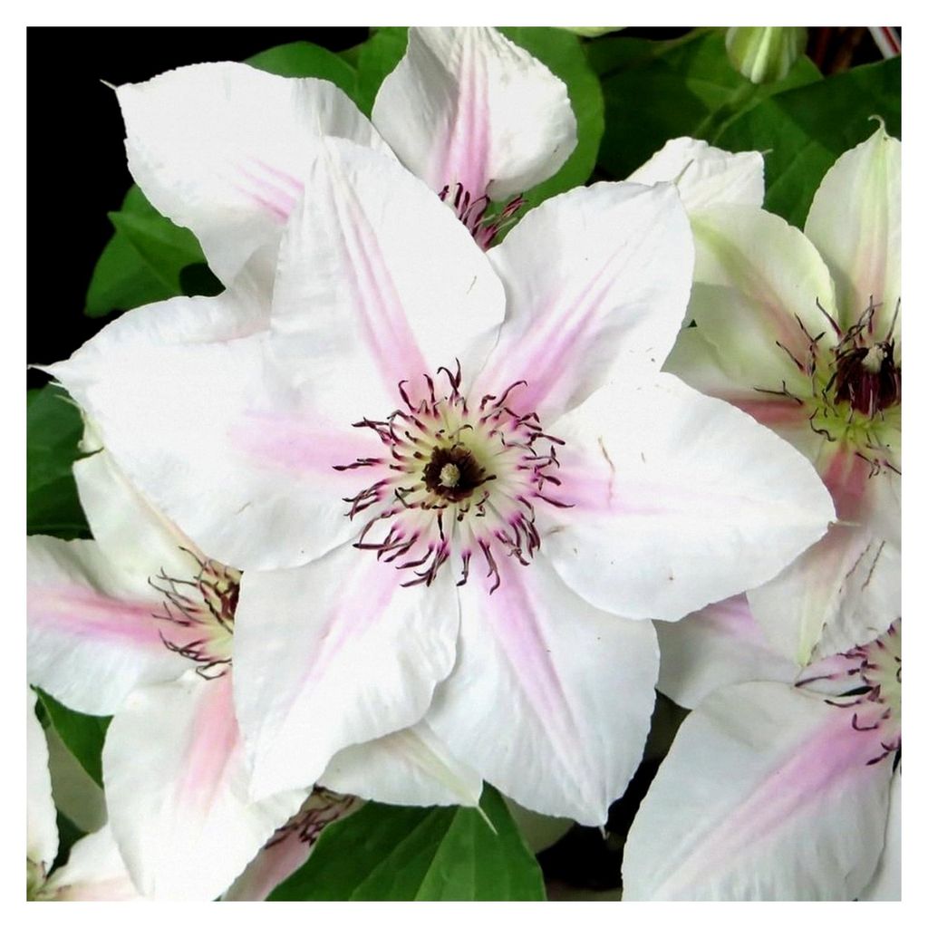 Clematis John Paul II - Jan Pawell II | große, zarte Blüten über dunkelgrünem Laub - winterhart | 1,5 Liter Töpfe