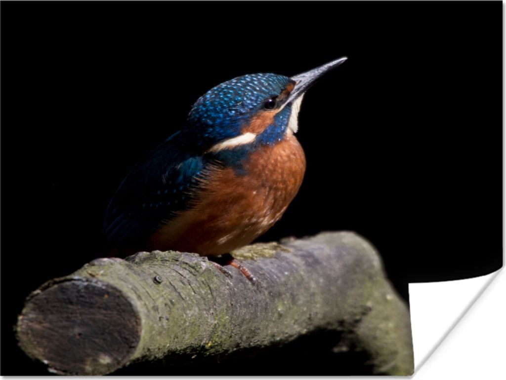 MuchoWow Poster Eisvogel - Zweig - Federn - Schwarz 160x120 cm - Foto Plakat