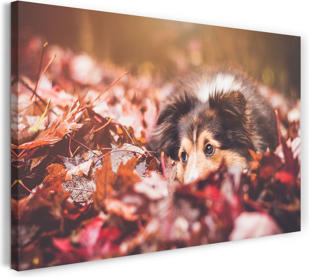 Leinwandbild (80x60cm): Colli im Laub Herbst rote Blätter Tier-Bilder Hund Border-Collie dog, echter Holz-Keilrahmen inkl. Aufhänger, handgeferti...