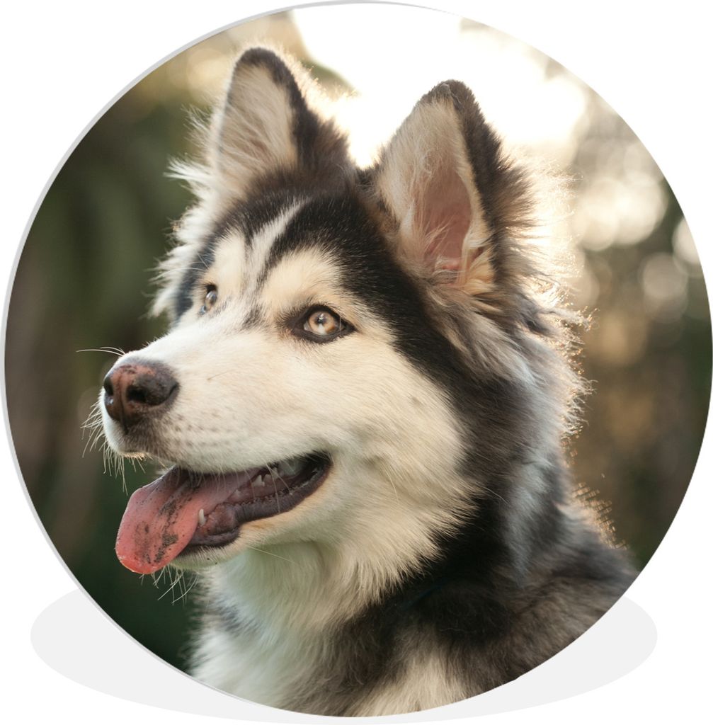 MuchoWow Rundes Wandbild - Runde Bilder Husky im Park Ø 90 cm Kreis Wanddekoration Kunststoff - Wandkreis - Wandschmuck - Wand-Kreis - Wohnzimme...