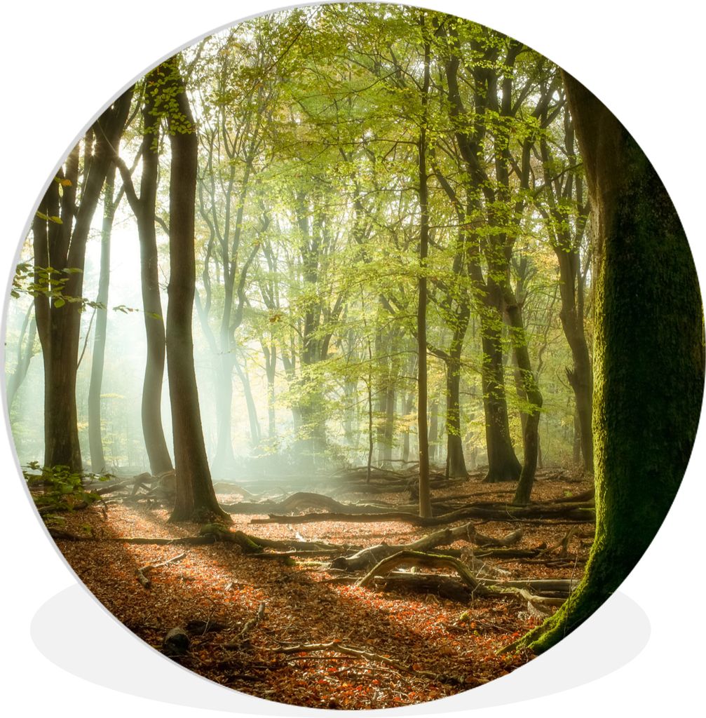 MuchoWow Rundes Wandbild - Runde Bilder Wald - Sonne - Jahreszeiten - Landschaft Ø 90 cm Kreis Wanddekoration Kunststoff - Wandkreis - Wandschmu...