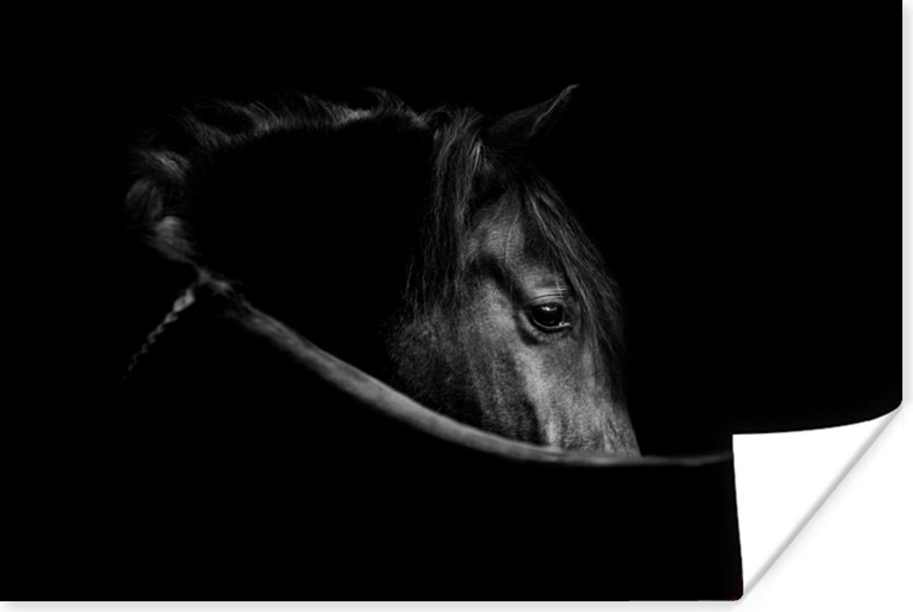 MuchoWow Poster Pferde - Porträt - Schwarz - Tiere 120x80 cm - Bilder