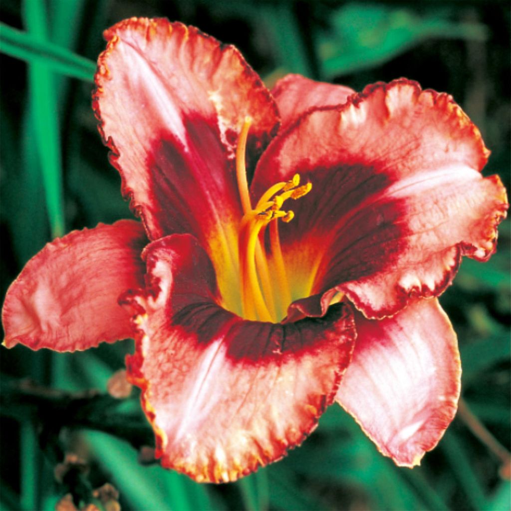 Taglilie Hemerocallis Staude Rhizom winterhart Taglilie Daring Deception 1 St.