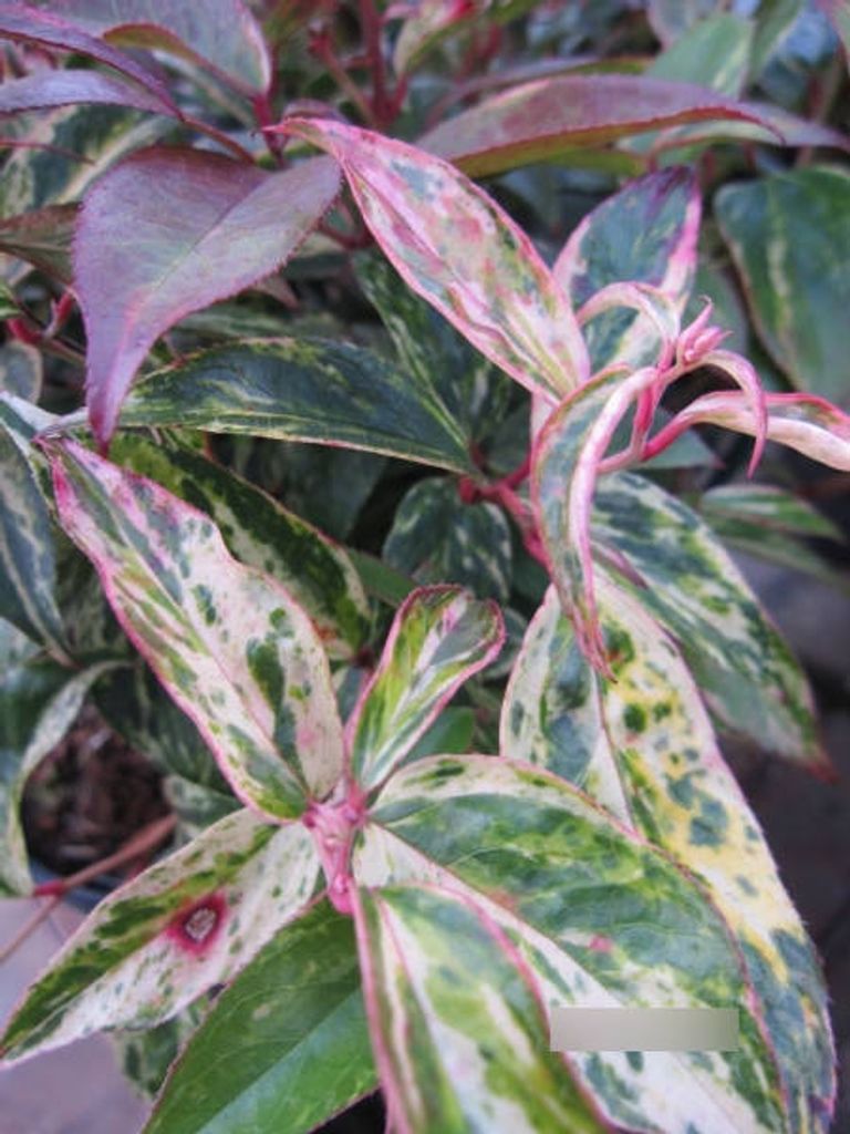 Traubenheide Makijaz - Leucothoe fontanesiana Makijaz - 30-40cm