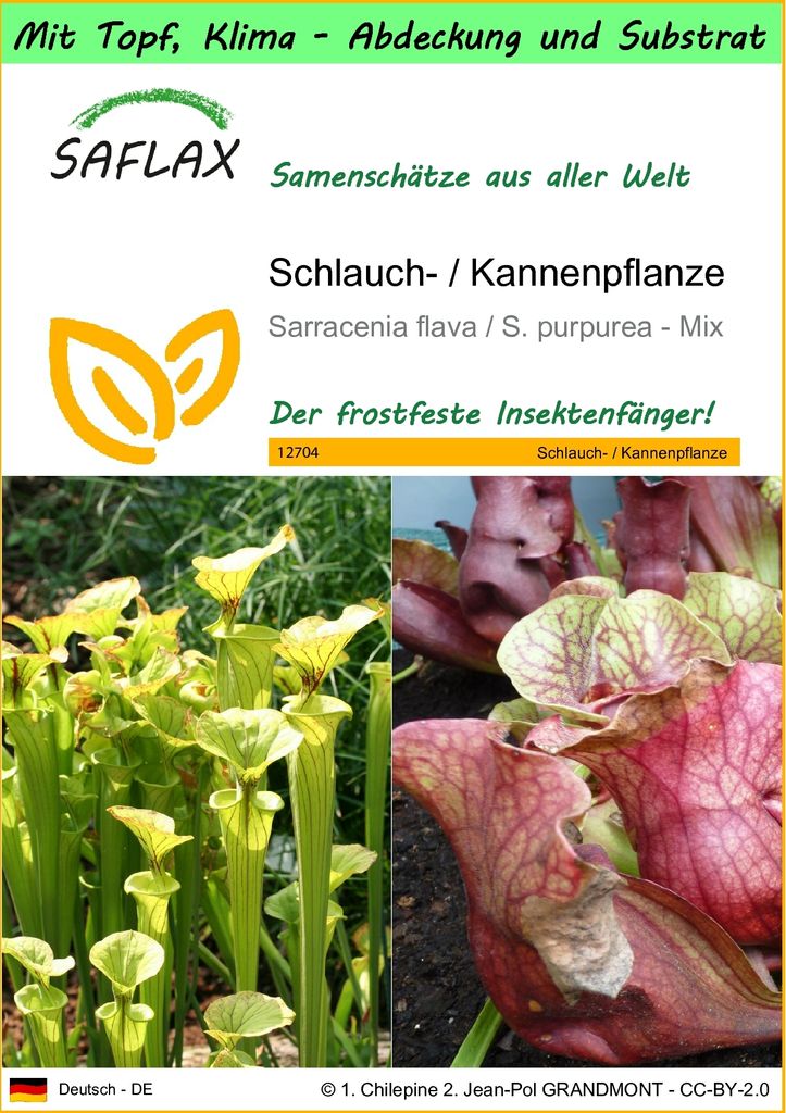 SAFLAX Garden to go - Schlauch- / Kannenpflanze - Sarracenia flava / S. purpurea - Mix - 10 Samen - Mit Topf, Klima - Deckel und Anzuchtsubstrat