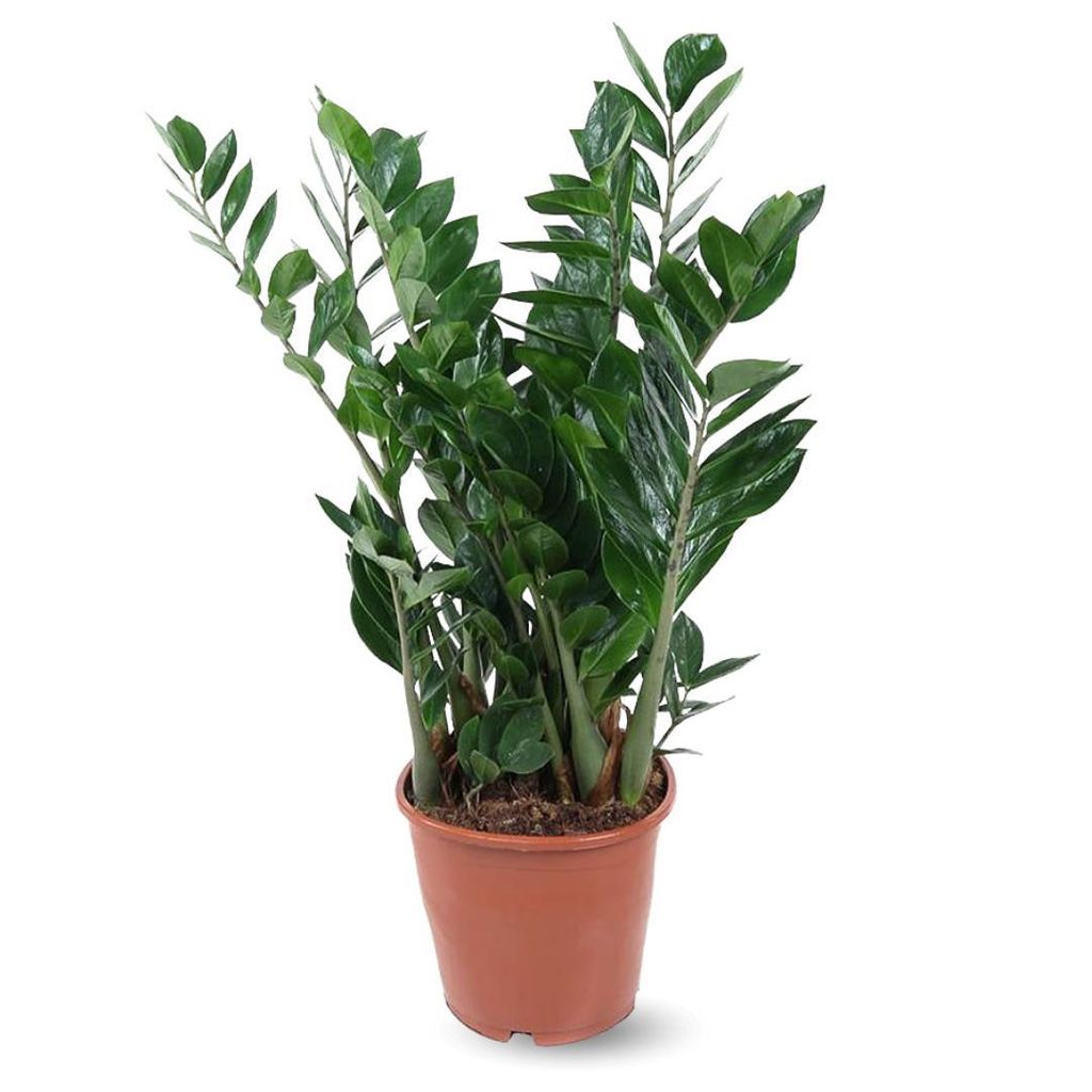 Zamioculcas zamiifolia - plante zz - ↕ 90-100 cm - ⌀ 21 cm Image du produit 