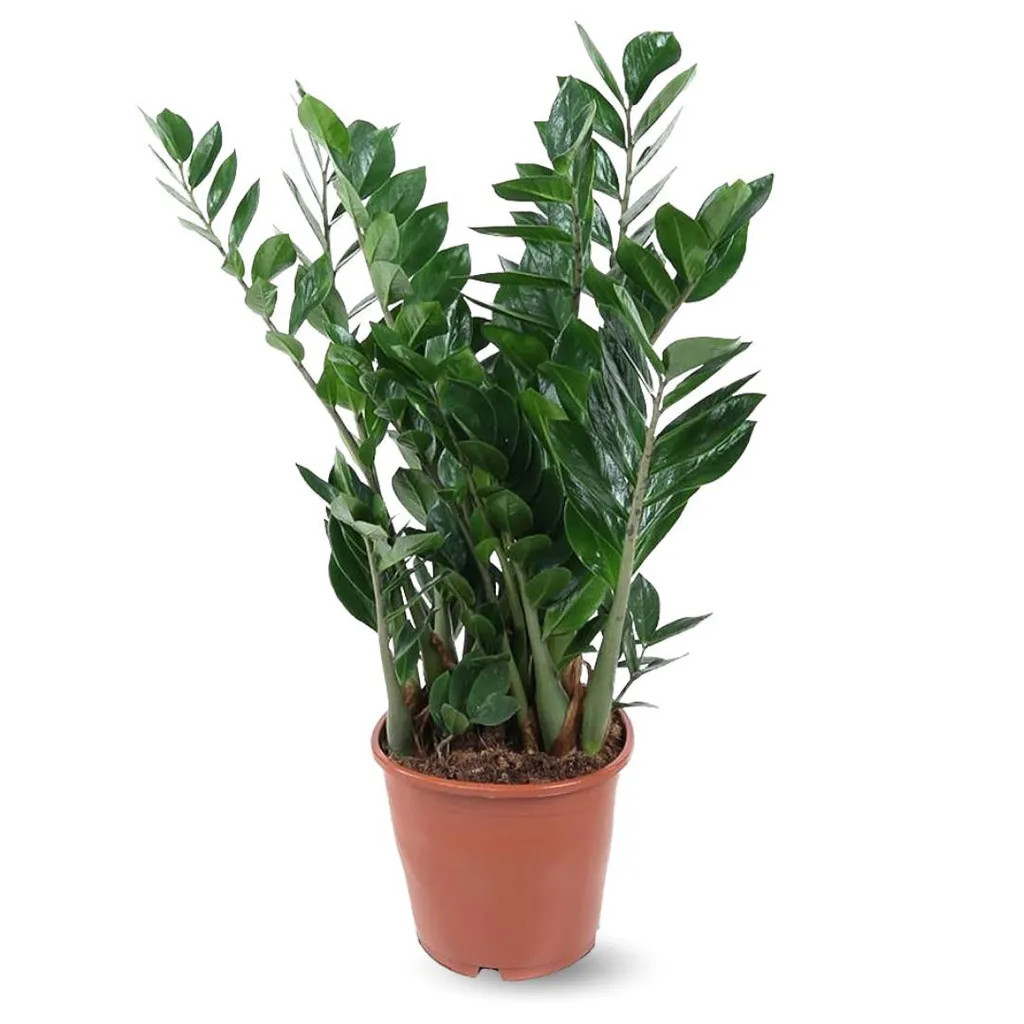 Zamioculcas Zamiifolia - Plante ZZ XL 90-100cm - Pot Ø 21cm Intérieur