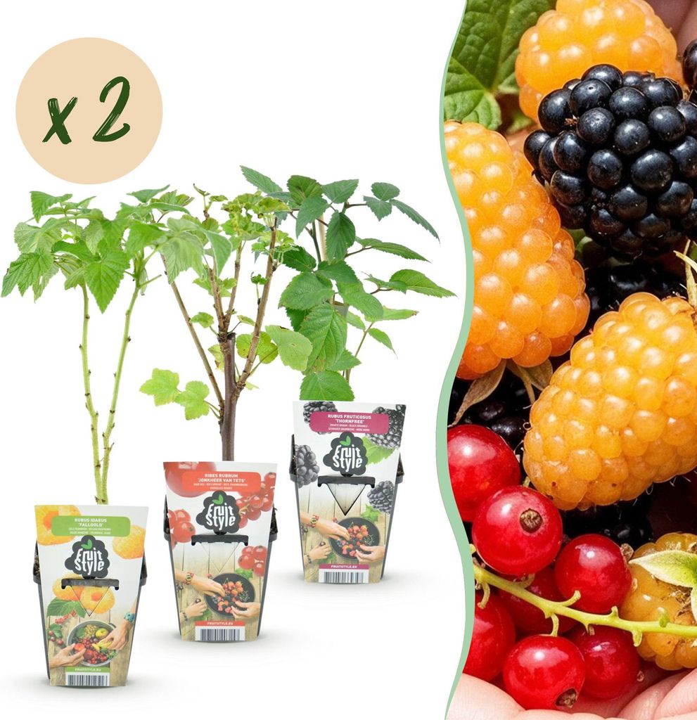 Obstpflanzen Set winterhart 6 Pflanzen Höhe 30cm Ø9cm – Rote Johannisbeere Gelbe Himbeere Schwarze Brombeere – Für Garten Beet Balkon & Terr...