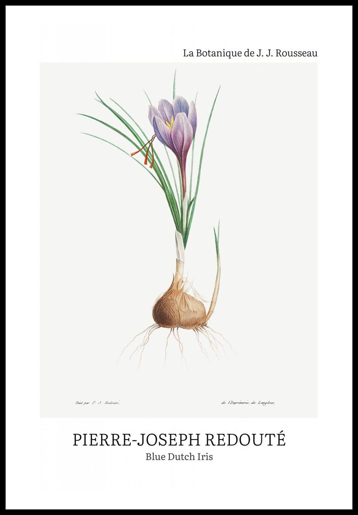Plakat 61x91,5cm Design Blaue Holländische Iris, Redoute Vintage für das Wohnzimmer