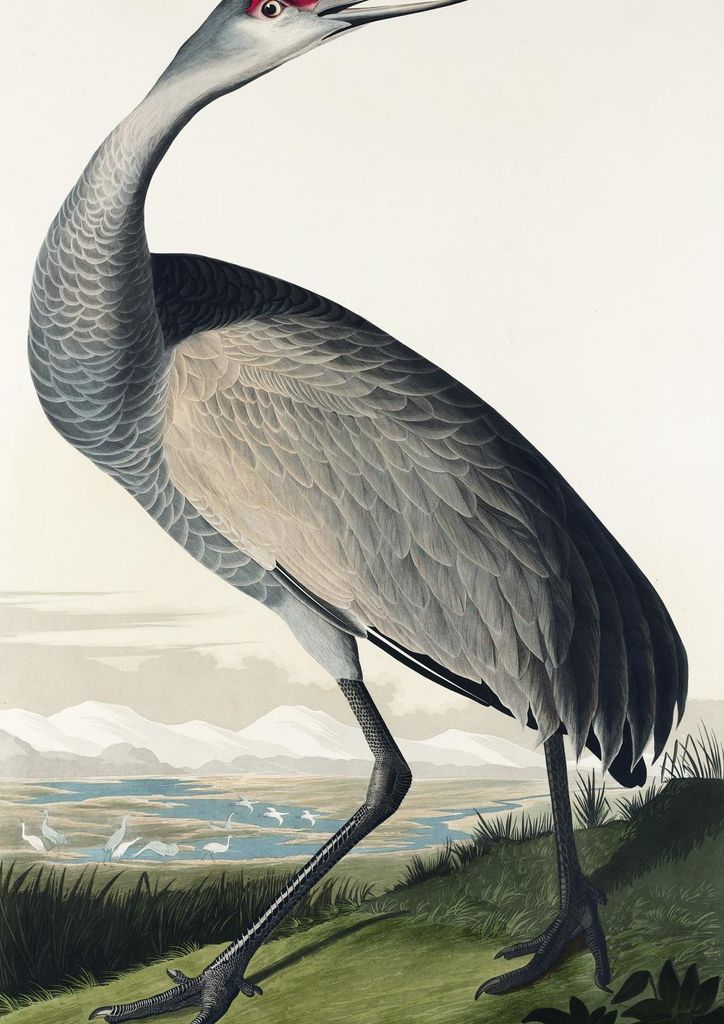 Plakat 21x29,7cm Kranich, J.J. Audubon Vintage für das Wohnzimmer