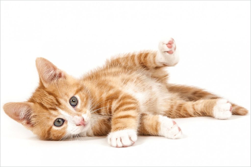 Wallario selbstklebendes Poster - Süße Katze mit großen Augen - rot weiß getigert, Größe: 100 x 150 cm