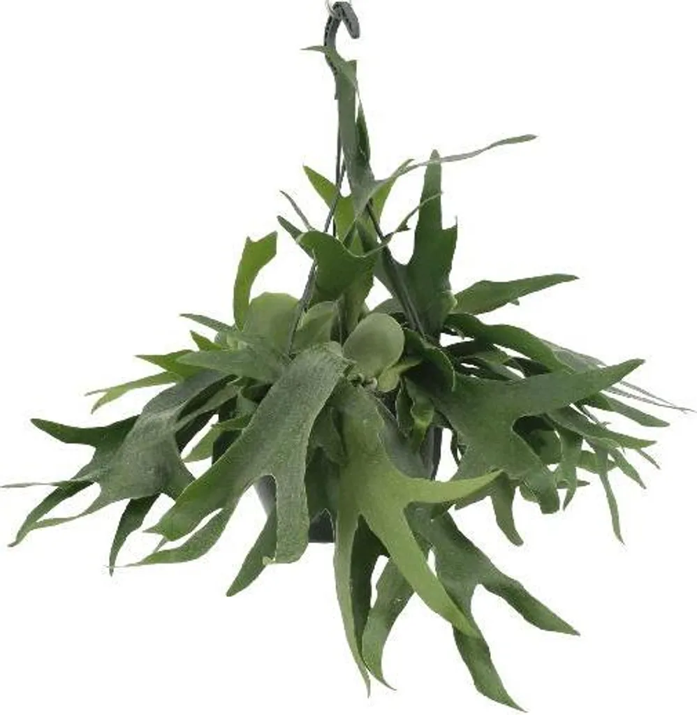 Platycerium plante suspendue pour salon lumineux - Fougère 50 cm Ø21
