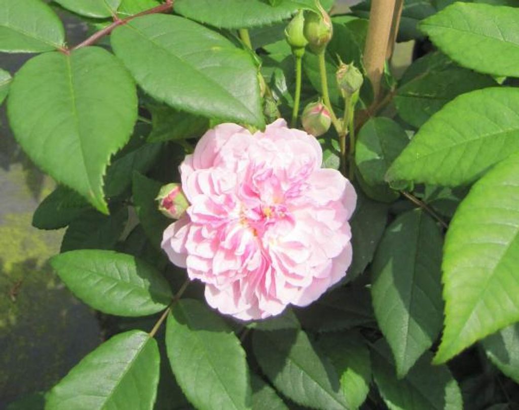 Kletterrose Romantic Siluetta - Rosa Romantic Siluetta - Ramblerrose - ADR Rose - Kordes Rose