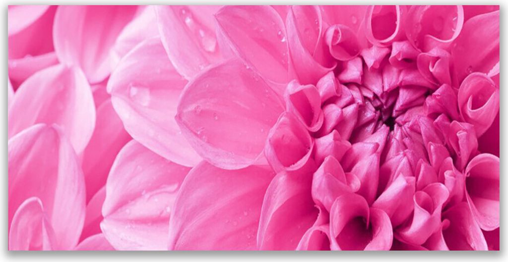 Acrylglasbilder 120x60 Wandbild Druck Blumen Pflanzen
